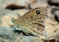 Lasiommata menava , the dark wall butterfly sitting on rock , butterflies of Iran Royalty Free Stock Photo