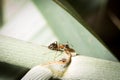 Lasius emarginatus worker drinking sugar water Royalty Free Stock Photo