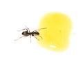 Lasius niger common black garden ant Royalty Free Stock Photo