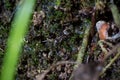 Lasius worker inspects a damp moss wall