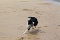 Laska - Border collie running on the beach Royalty Free Stock Photo