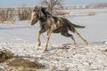 Laska is a two year old horse. Royalty Free Stock Photo