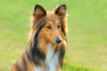 Lassie Royalty Free Stock Photo