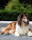 Lassie Royalty Free Stock Photo