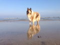 Lassie dog at the Beach