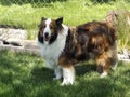 Lassie, nope it`s Maggie the Sheltie