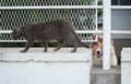 Lassie and gray cat