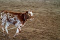 A Lassoed Calf Running Across An Arena Royalty Free Stock Photo