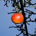 The last apple in the autumn Royalty Free Stock Photo