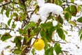 The last apple on a branch covered with snow. Royalty Free Stock Photo