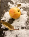 Apple on the first October snow Royalty Free Stock Photo