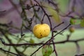 Last apple hanging on a tree in autumn Royalty Free Stock Photo