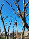 The last apple on the tree in Autumn Royalty Free Stock Photo