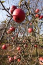 Last apples Royalty Free Stock Photo