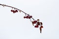 Last apples. Close-up branches crab apples on tree covered with snow, red fruits in background of snowy winter park Royalty Free Stock Photo