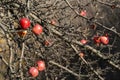 The last apples in late autumn Royalty Free Stock Photo