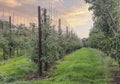 Last apples on trees in October on apple plantations, after harvest Royalty Free Stock Photo