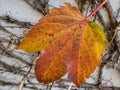 The last autumn-colored leaf that has not yet fallen from the Japanese creeper plant Royalty Free Stock Photo