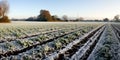 Last of the autumn crops, with a light dusting of early snow on the ground , concept of Seasonal transition