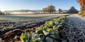 Last of the autumn crops, with a light dusting of early snow on the ground , concept of Seasonal transition