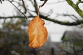 last autumn dry yellow leaf on an apple tree branch Royalty Free Stock Photo