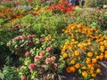 The last autumn flowers of different colors and varieties on the beds of the Botanical garden Royalty Free Stock Photo