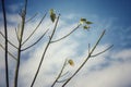 Last  Autumn leaf Royalty Free Stock Photo