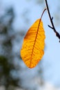 Last Autumn Leaf Royalty Free Stock Photo