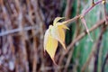 Last autumn leaf on the Blackberry Royalty Free Stock Photo