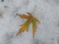 last autumn leaf on the snow Royalty Free Stock Photo