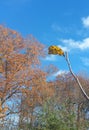 Last autumn leaf on the tree Royalty Free Stock Photo