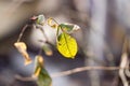 Last autumn leaf on a tree Royalty Free Stock Photo