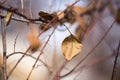 Last autumn leaf on a tree Royalty Free Stock Photo