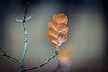 Last autumn leaf on twig Royalty Free Stock Photo
