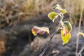 Last autumn leaves in a sparkling frost. The change of autumn and winter.