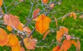 The last autumn leaves of the witch hazel remain on the bush. Royalty Free Stock Photo