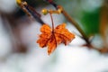 Last autumn orange leaf on a snowy background. Late fall and early winter season concept Royalty Free Stock Photo