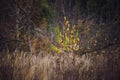 Last autumn tree with yellow leaves