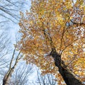 yellow and orange leaves of beech tree in autumn with blue sky