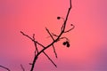 The last berries in the sunset in December Royalty Free Stock Photo