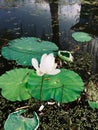 The last blooming lotus in the pond near the autumn