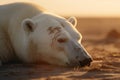 The last breath of a polar bear in the desert: an image that denounces climate change,A polar bear dies in the desert, Generative Royalty Free Stock Photo