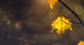 The last brown golden maple leaves on a tree twig. Autumn nature detail background with empty space for add Royalty Free Stock Photo