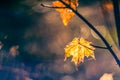 The last brown golden maple leaves on a tree twig. Autumn nature detail background with empty space for add Royalty Free Stock Photo