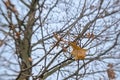 Last brown oak leafs on a tree, selective focus