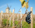 Last bunch of grapes in Beaujolais, France