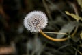 The last dandelion