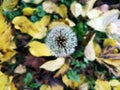 Last dandelion- autumn leaves on the ground Royalty Free Stock Photo