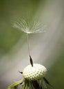 Last dandelion on plant to fly away