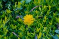 Last dandelion of the season is beautiful